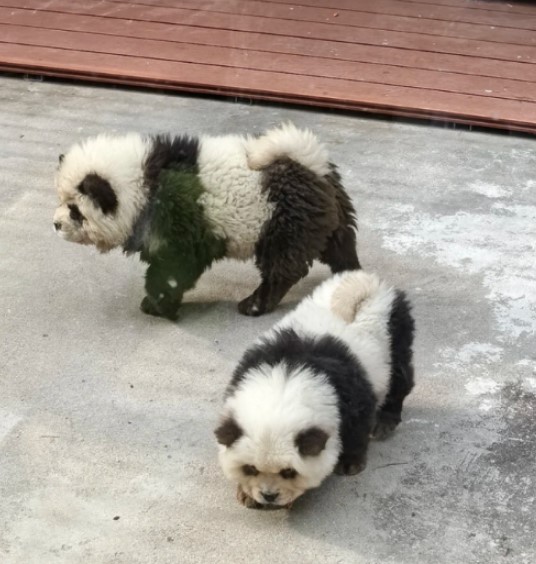 panda-monium-china-zoo-slammed-899317217