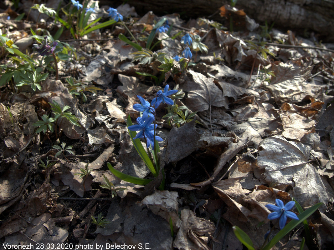 Воронеж, весна, Олимпик Воронеж, весна, Олимпик