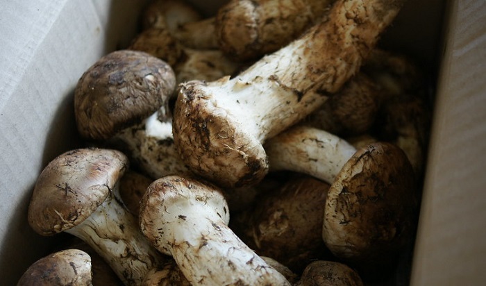 Jamur matsutake Jepang merupakan jamur termahal di dunia. Dengan harga hingga Rp 8 juta per pon, matsutake mampu menyaingi truffle.
