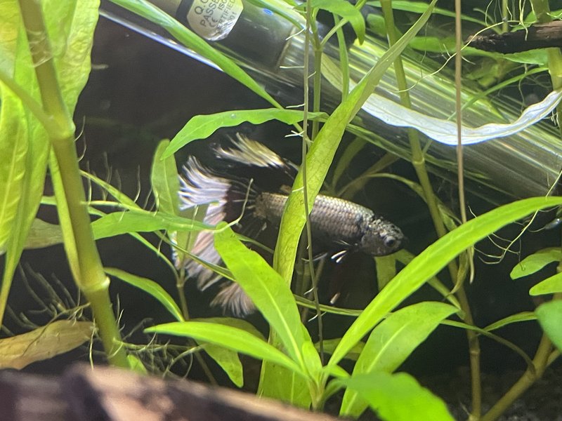 79201A3F-FAE2-4821-97F3-C8ED5AC8230B