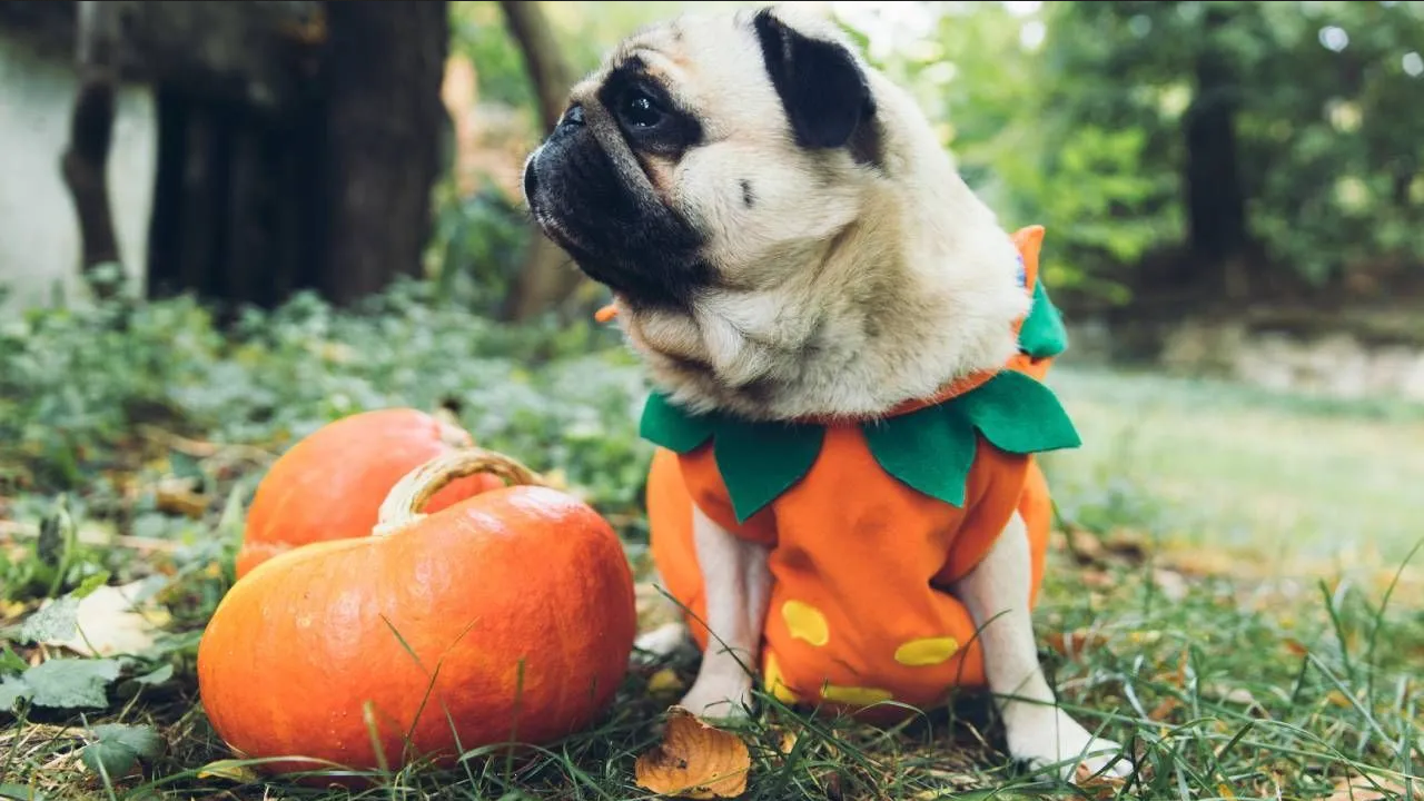 Ideas de disfraces de Halloween para mascotas, creativos y originales