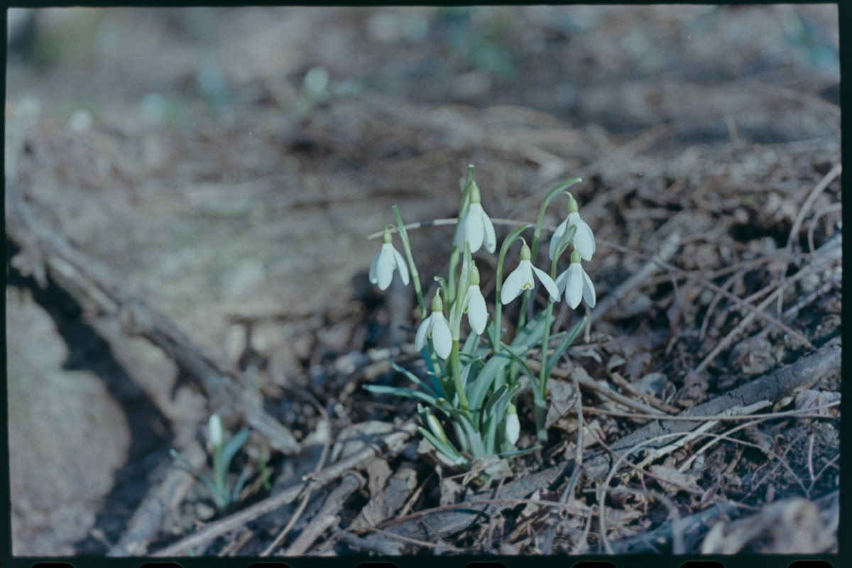 Nikon FM2n_Nikkor micro 55mm_10feb2022_13 (1280x853)