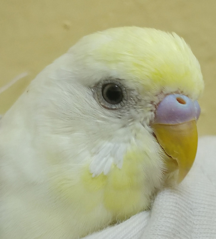 صورة