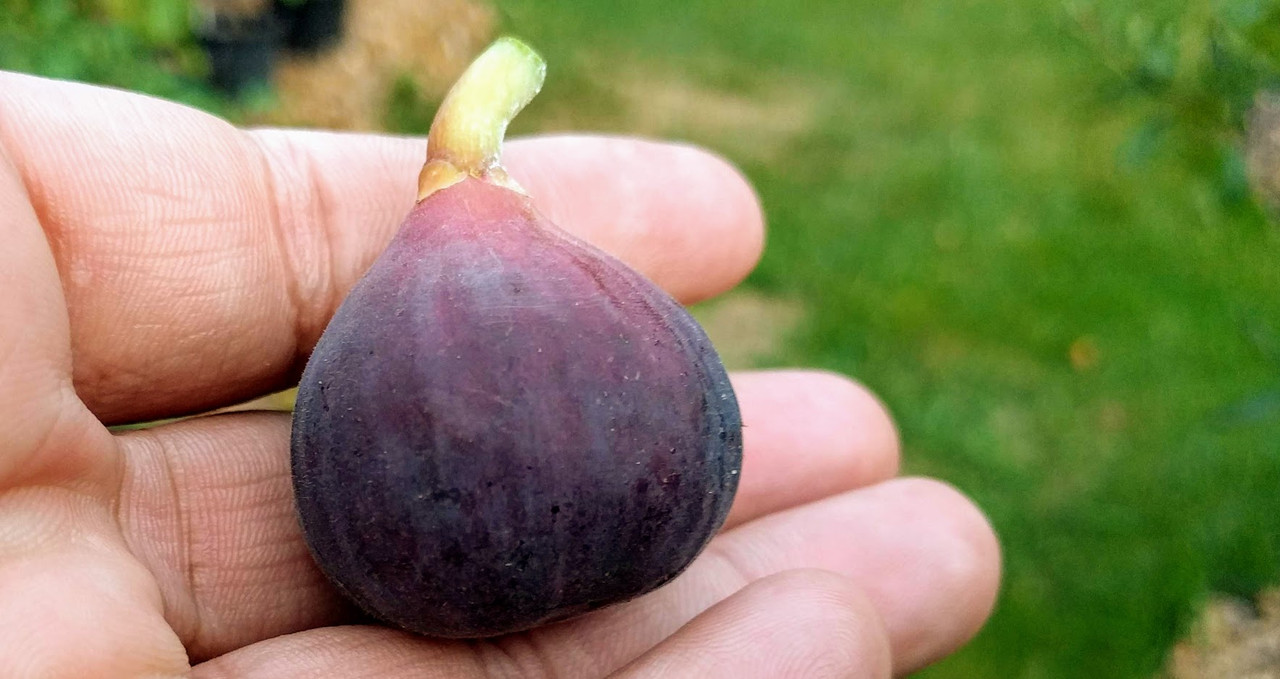 Socorro Black 09-10-2019