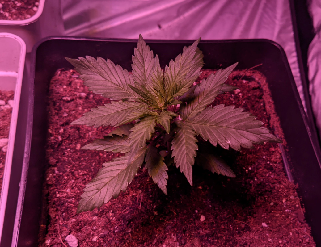 PXL_20210907_171741507_2