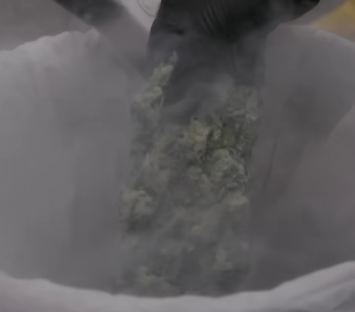 How-is-Live-Resin-extracted-from-cannabis.png