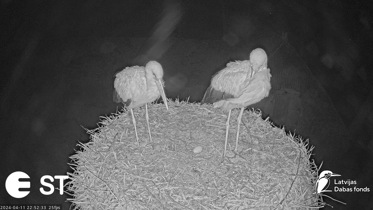 Baltie stārķi (Ciconia ciconia) Tukuma novadā - LDF tiešraide __ White storks in Tukums, Latvia 13-1