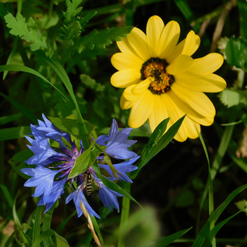 Дачное июль кудряшка , маус-машина и природа 091