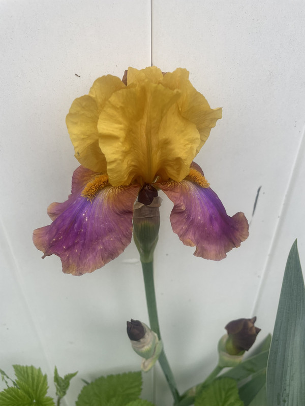 6BDF0C09-6210-45C4-B429-C23E08842A36_1_102_o