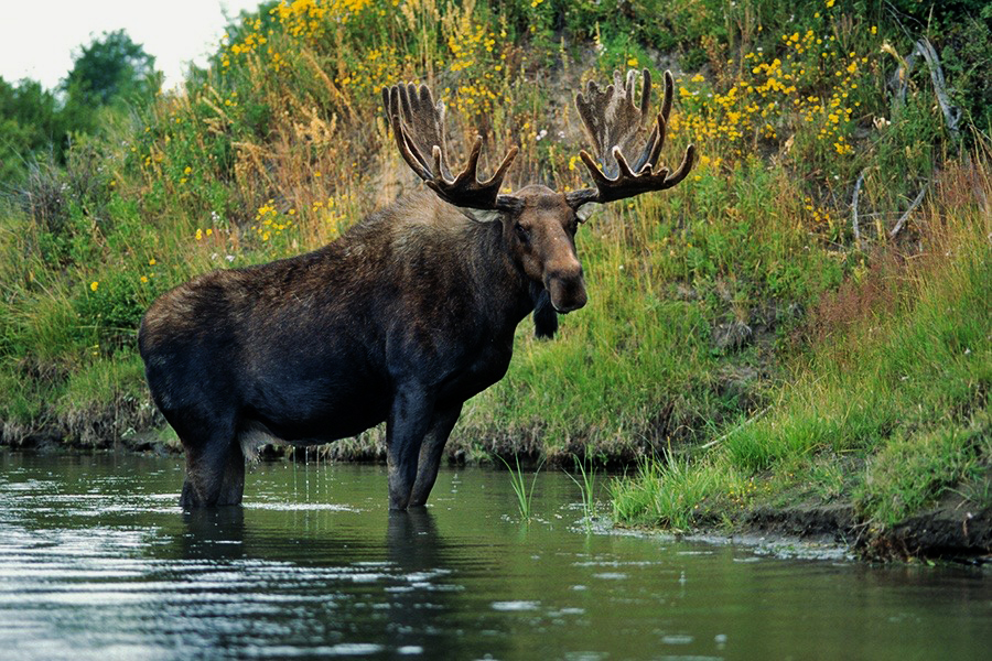 moose.jpg