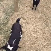 nope-goat.gif