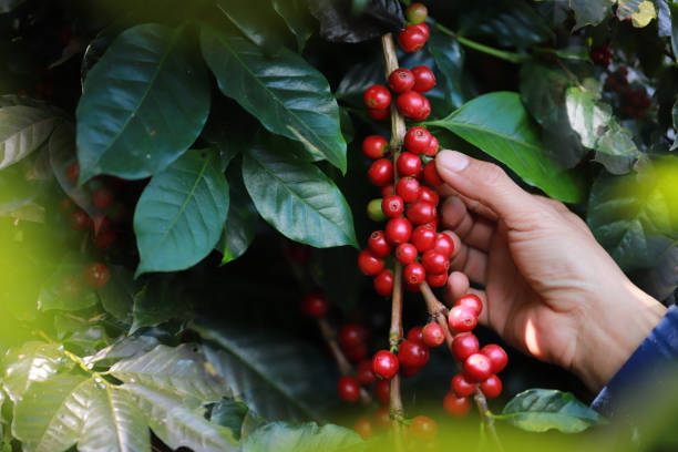 Live Good organic coffee reviews