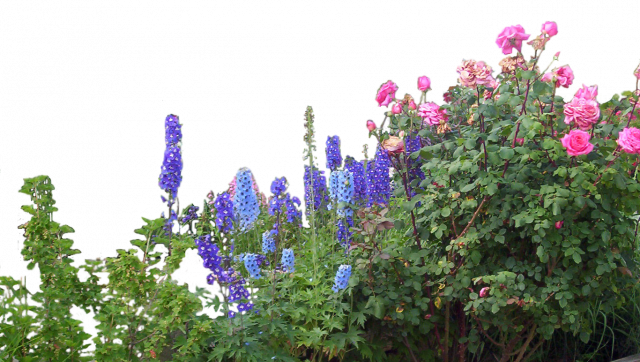 flowered_garden_png_06_by_hermitcrabstock_d4gyheh.md
