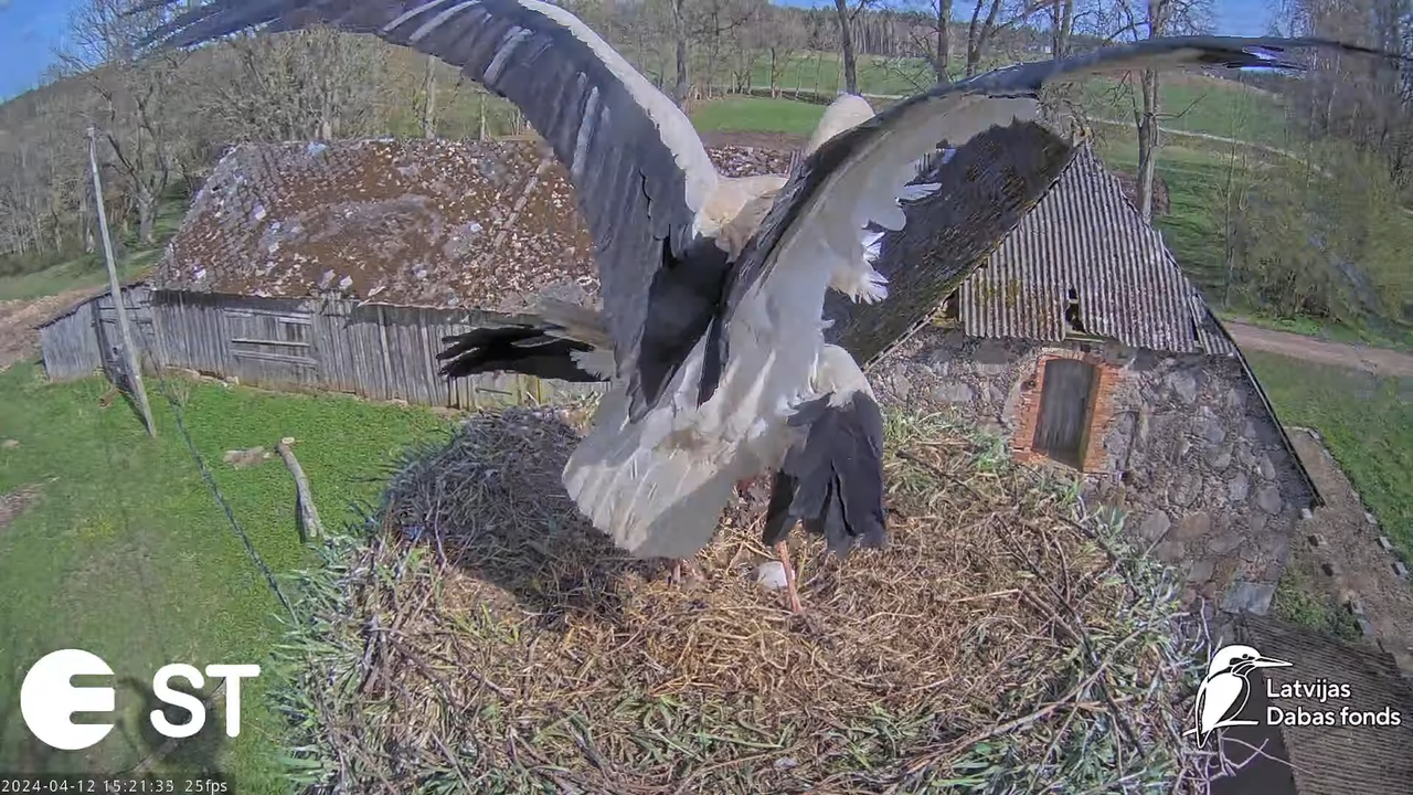 Baltie stārķi (Ciconia ciconia) Tukuma novadā - LDF tiešraide __ White storks in Tukums, Latvia 11-2