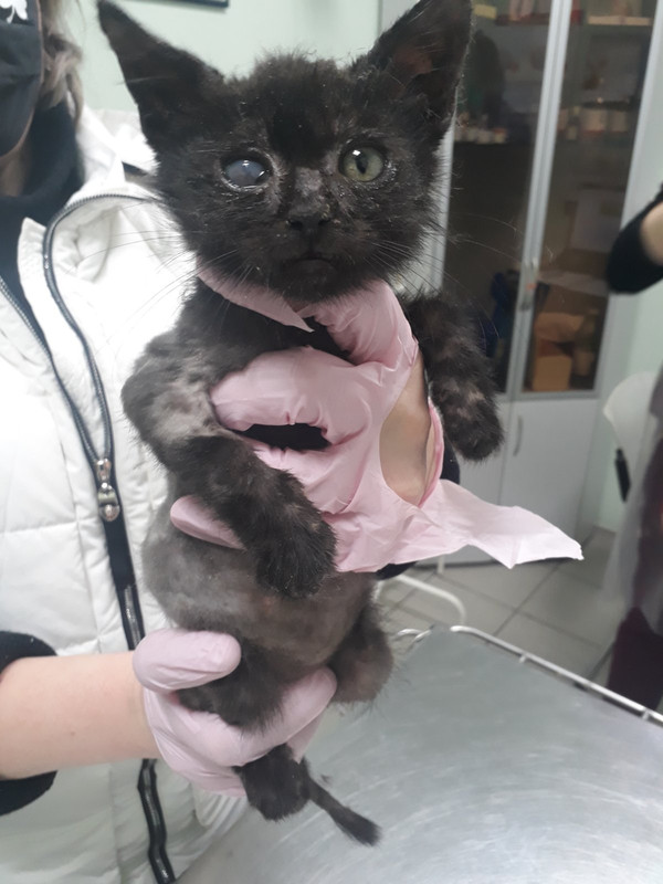 изображение_viber_2020-10-28_21-13-36ш