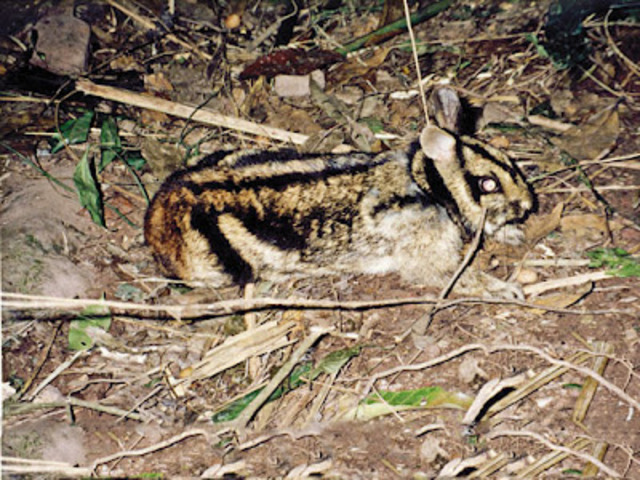 rabbit