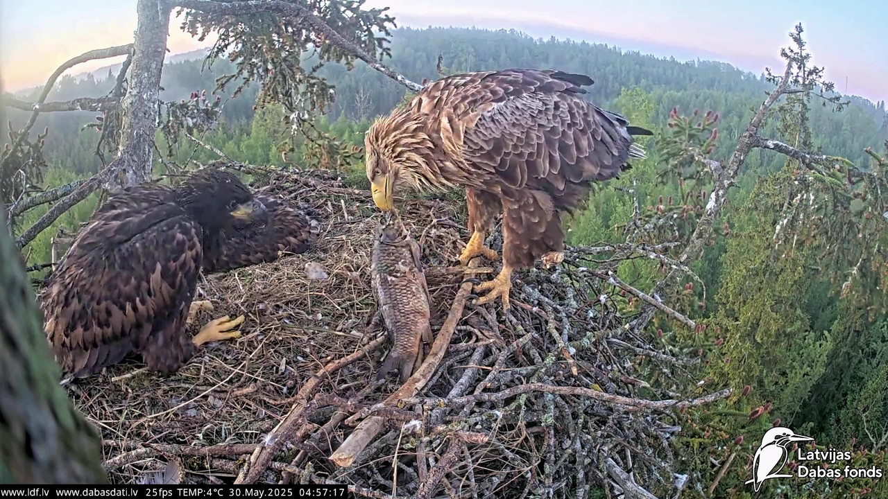 vlcsnap-2025-05-30-04h50m20s180