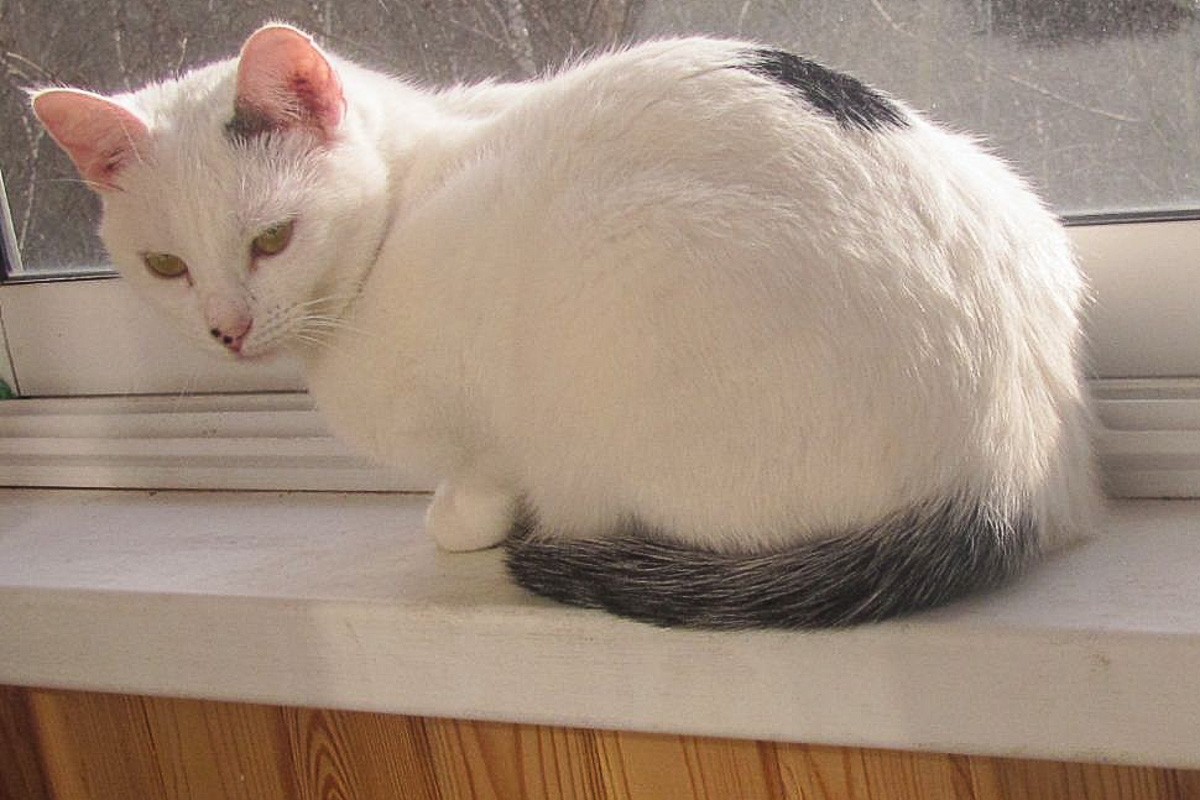 IMG-3940f720dbea868098d4c79c155bf0f8-V