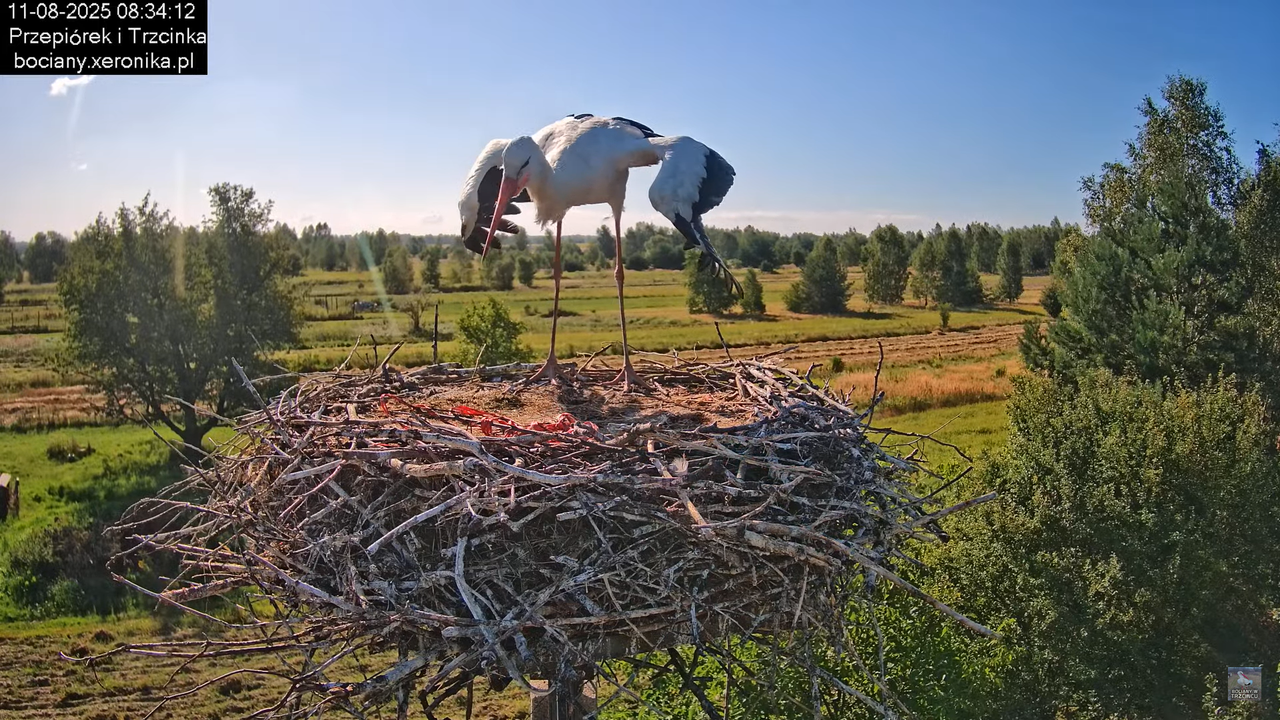 11082025bociany11