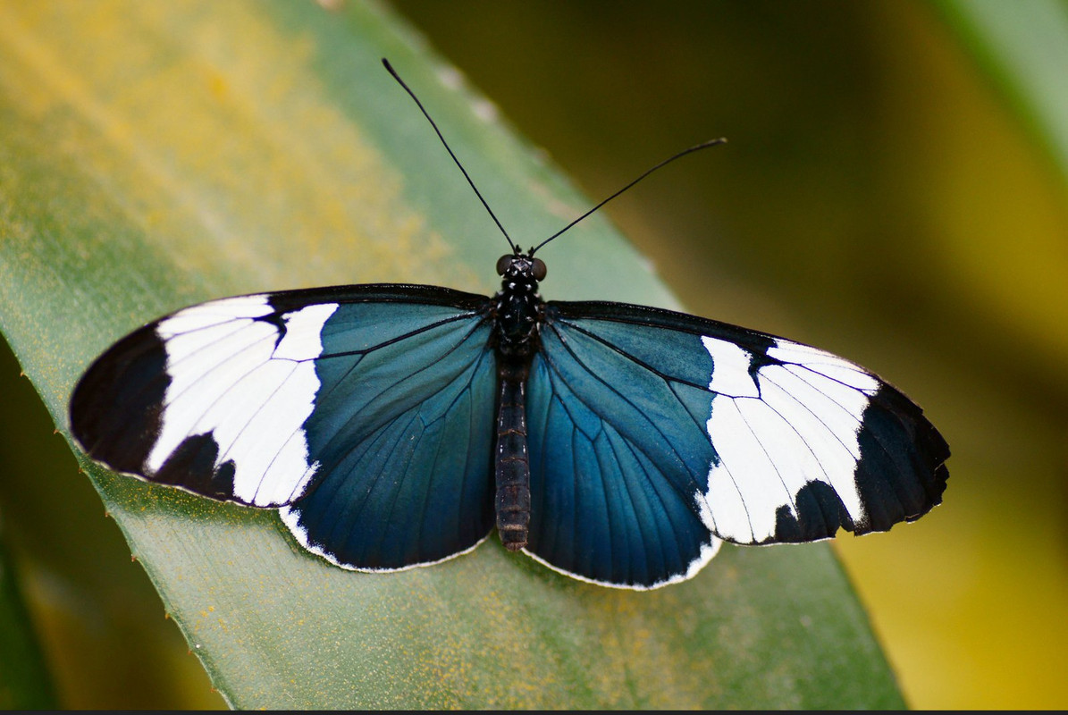 blue-butterfly.jpg