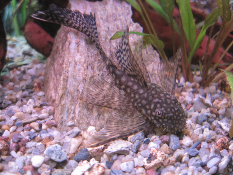 анциструси 011