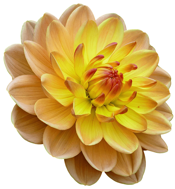 Yellow Flower 3