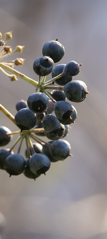 Whats App Image 2025 12 31 at 23 59 00 (1)