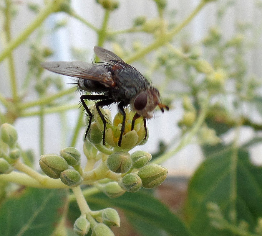FlyonGwen