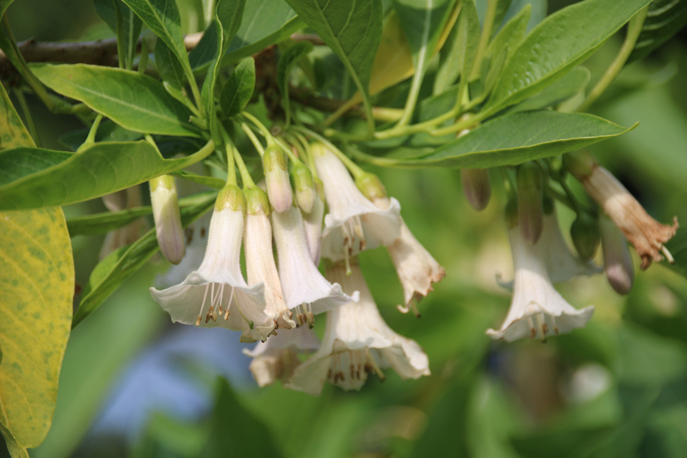 Eriolarynx australis Alba , Morrab Gardens , 190624 (3)
