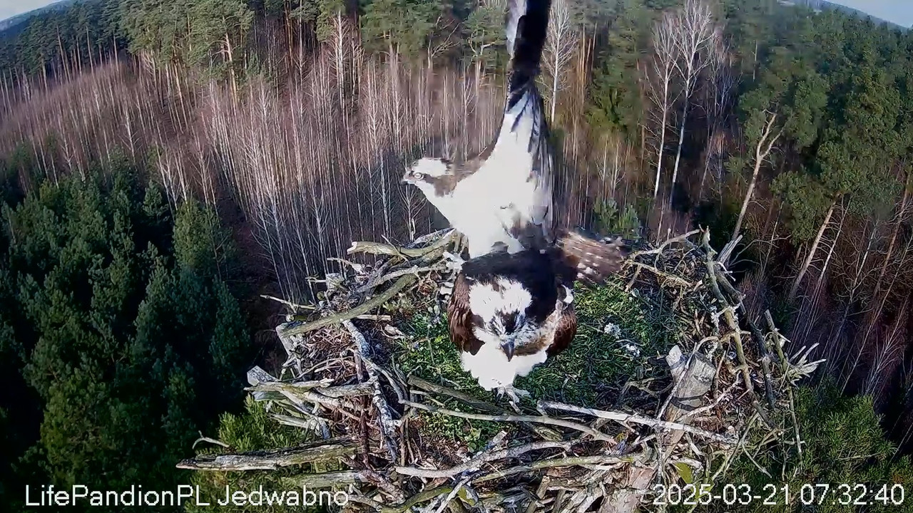 Rybołowy Online Puszcza Napiwodzko-Ramucka _ Ospreys Online in Napiwodzko-Ramucka Forest 9-34-24 scr