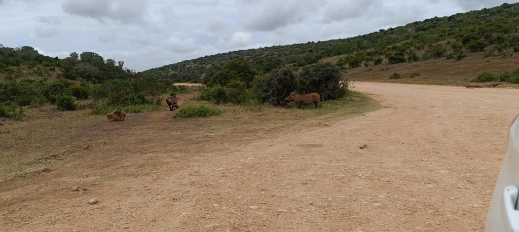 Такая близкая Африка. (ЮАР. 22 дня и 4200 км. Ноябрь-Декабрь)