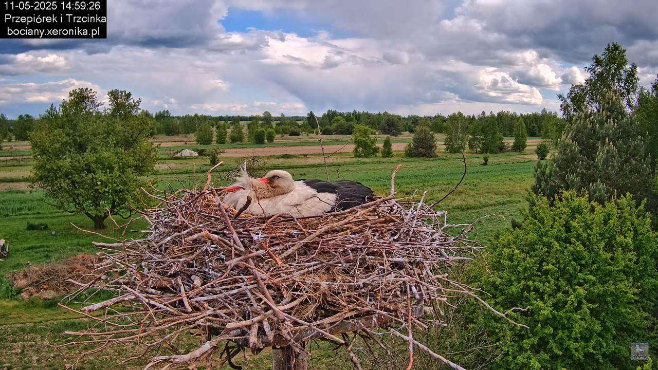 11052025bociany28