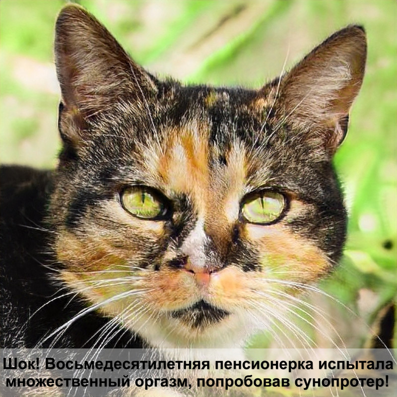 барханная кошка фото