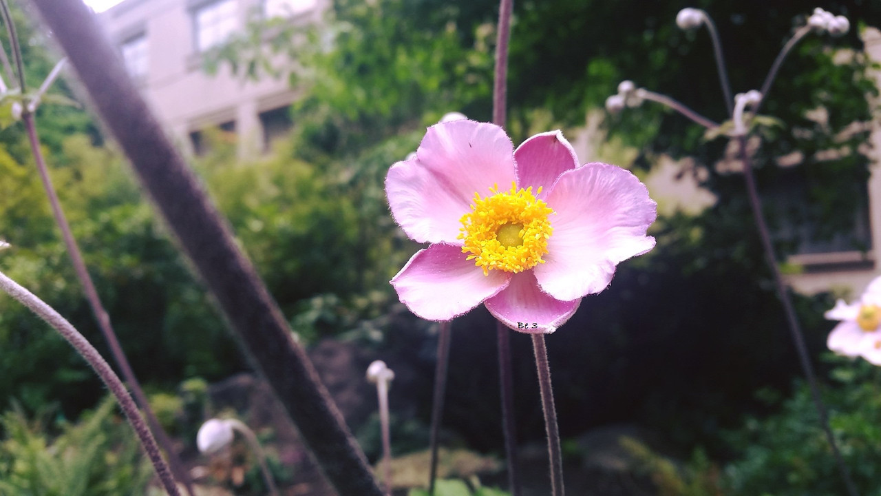[Image: flowe.jpg]