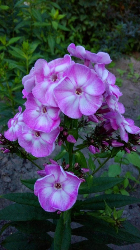 image (8)