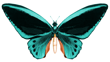 Siempre Libre & Glitters y Gifs Animados Nº369 - Página 4 Butrfly-sdp2014