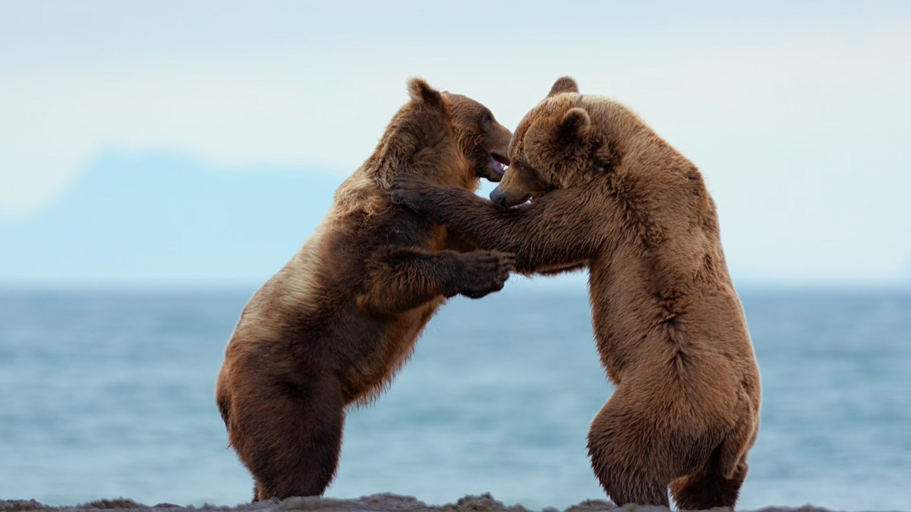 Bears (2014) (1080p BluRay x265 Silence)-7