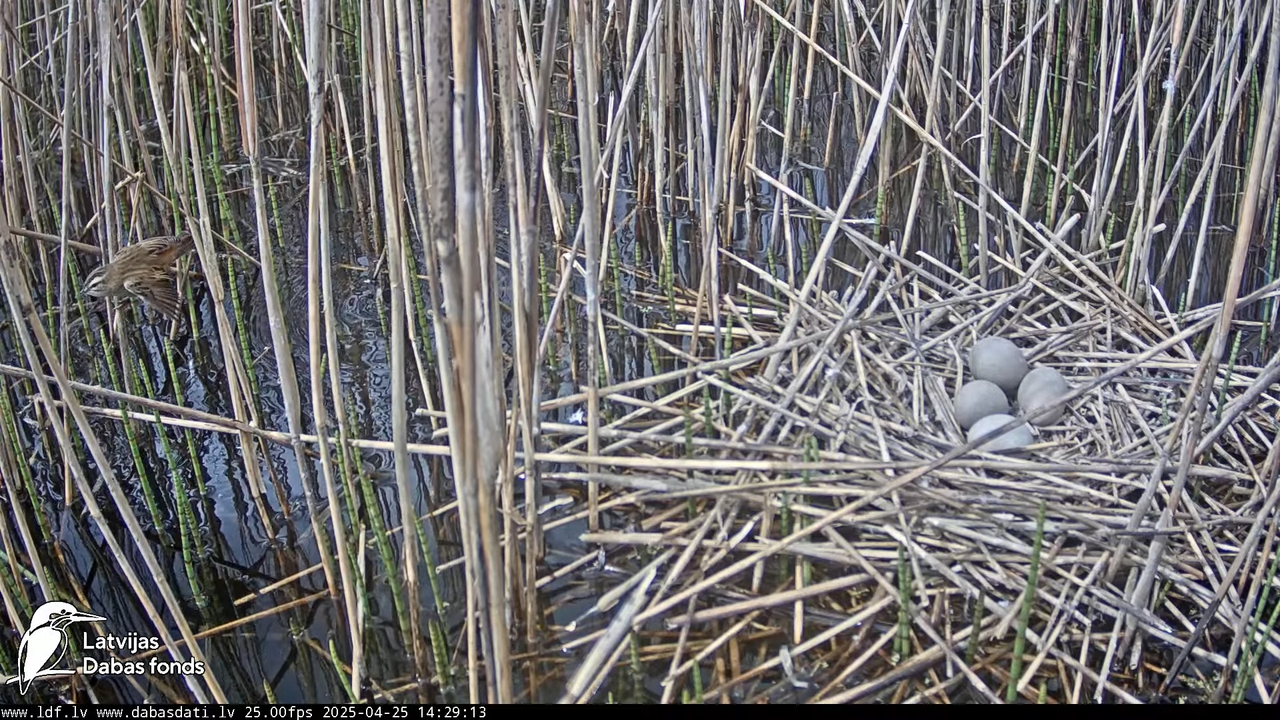 LDF Lielais dumpis (Botaurus stellaris) Zemītes pagastā 15-16-23 screenshot