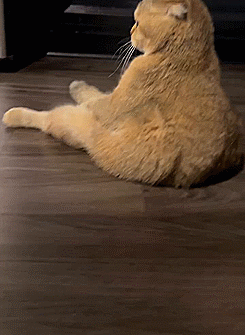 Kissa.gif