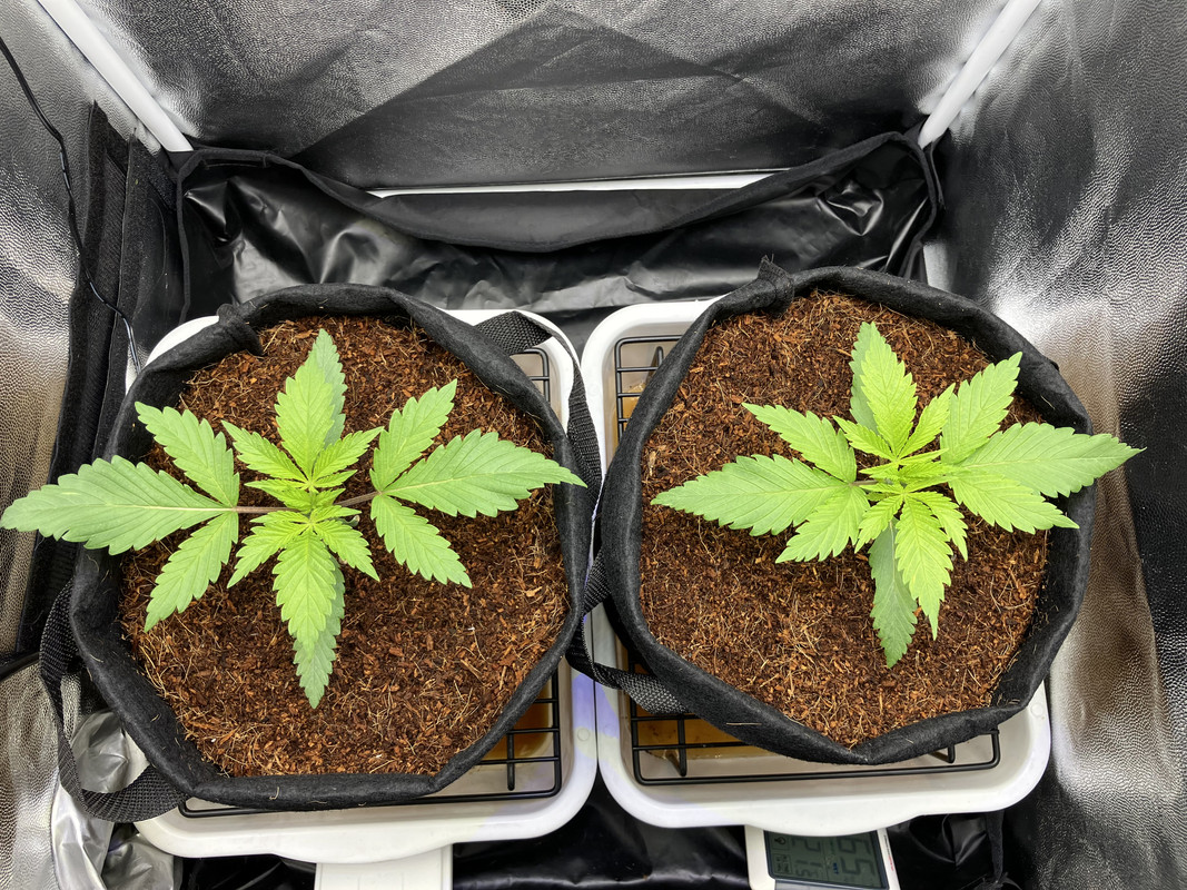 IMG_1267 (marzo 27 2023)