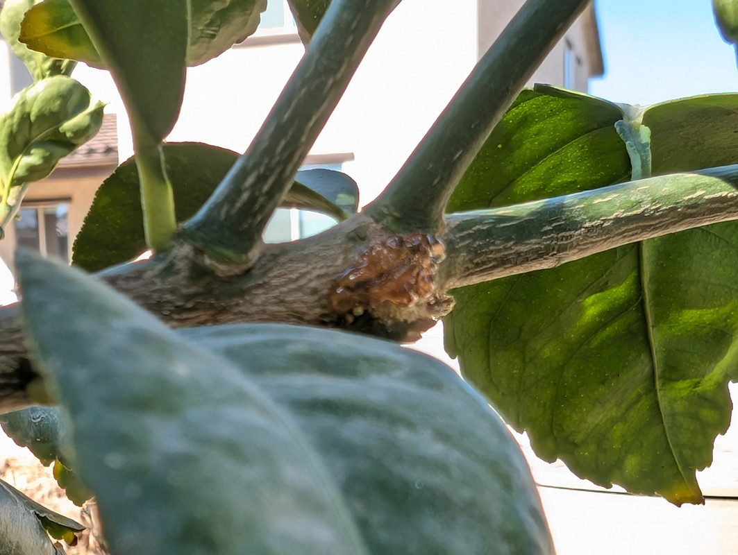 PXL_20250215_210911923