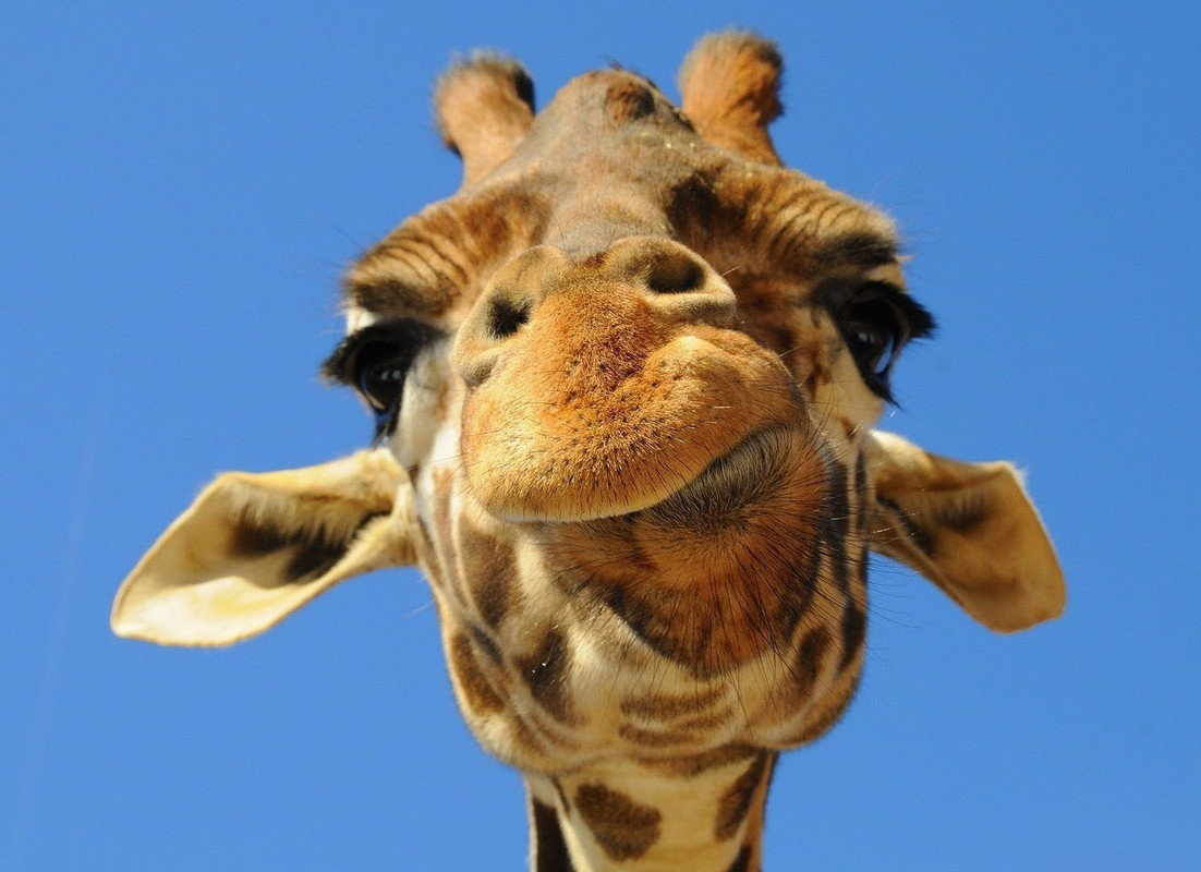 Eikoh - Animal Infinity - Giraffe Giraffe-making-funny-face-20141002100658-542d23c27a9e9-1