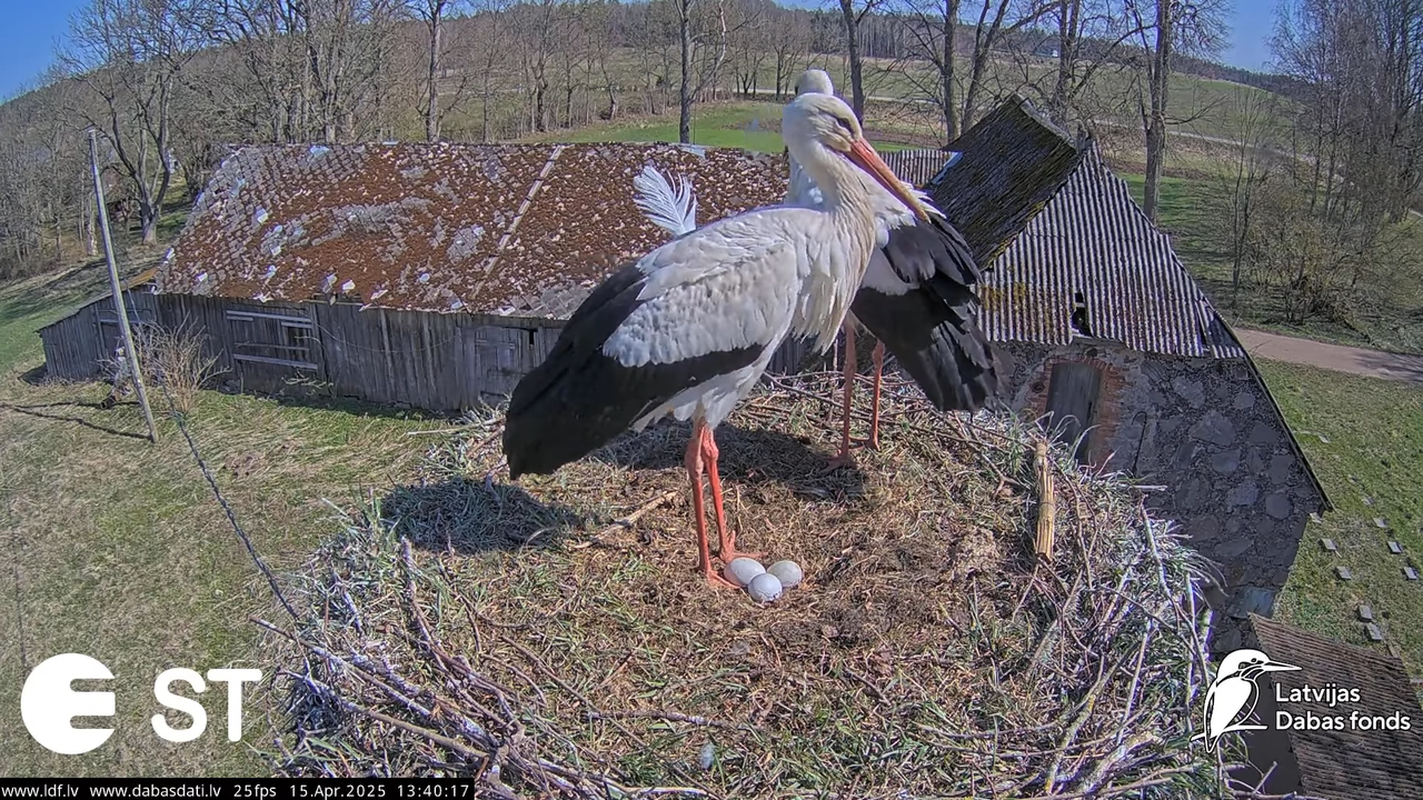 (15) Baltie stārķi (Ciconia ciconia) Tukuma novadā __ White storks in Tukums, Latvia - YouTube - 466