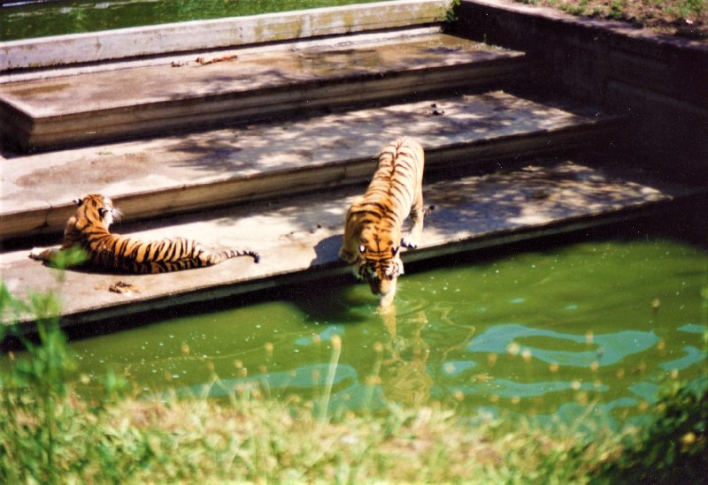 Paseando por España-1991/2024 - Blogs de España - ZOO DE MADRID-1992/2001/2006/2007-MADRID (4)