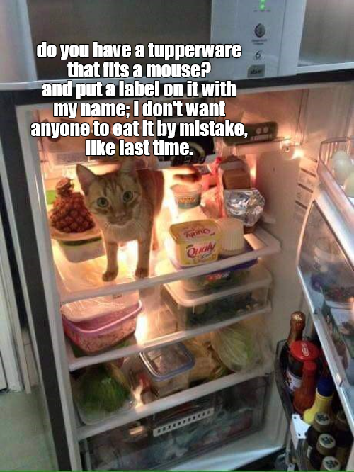 cat-fridge.png
