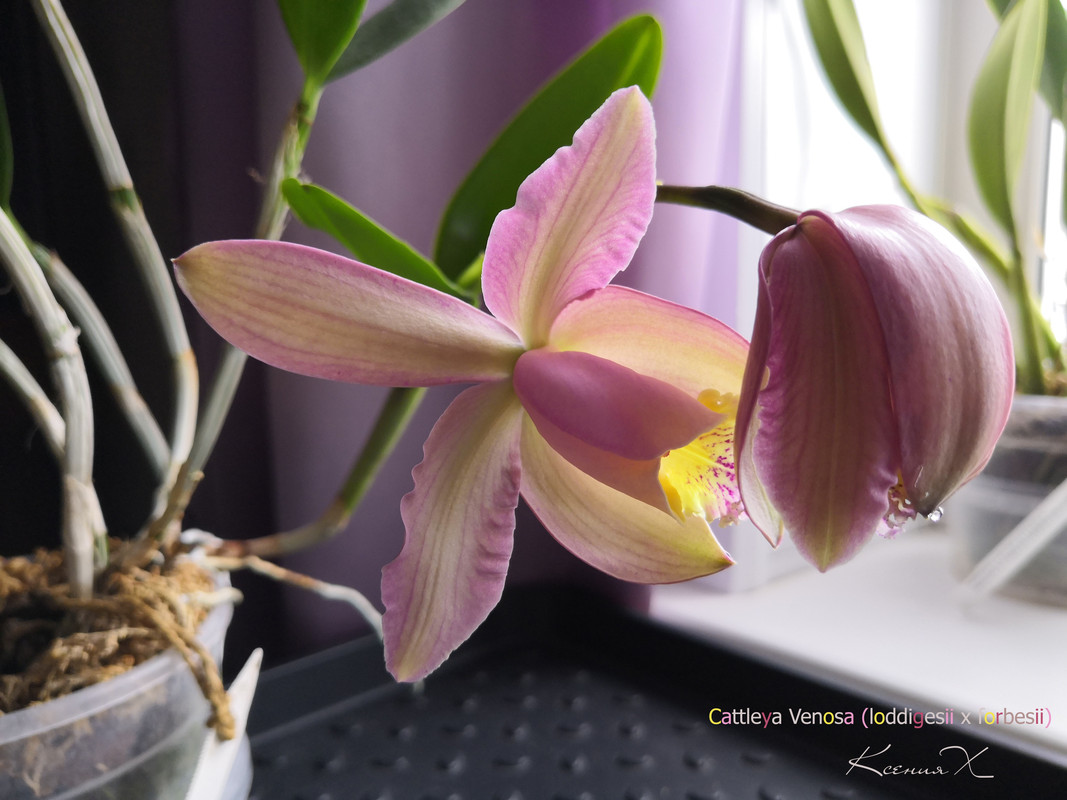 Cattleya Venosa  (loddigesii x forbesii)