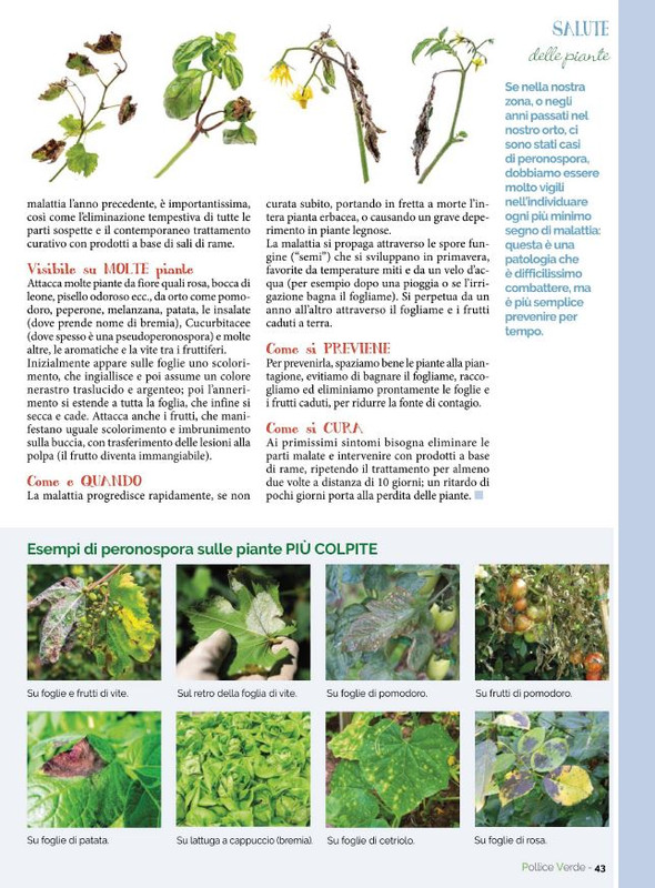 Pol Ver Lug 2022 (8)