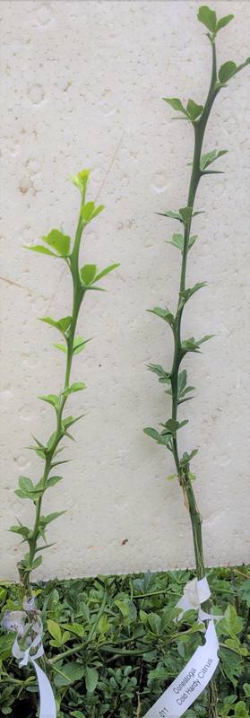 Sept 13 2019 Conestoga 011 top grafted