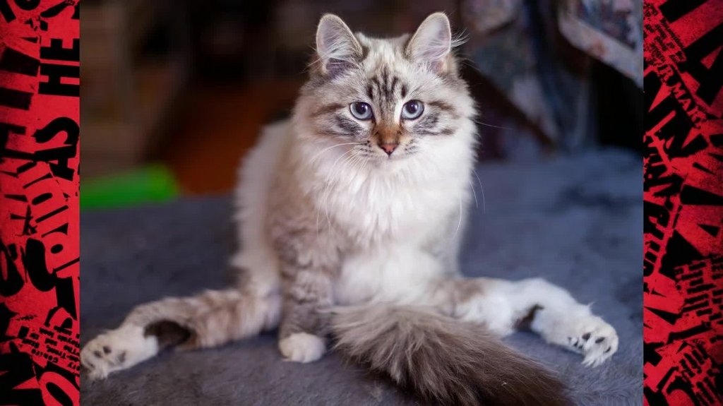 [Image: y8k2qj3p2tcs.jpg]