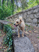 Slika